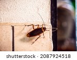 Periplaneta cockroach  known as ...