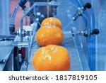 Small photo of close up orange citrus washing on conveyor belt at fruits automation water spray cleaning machine in production line of fruits manufacturing. agricultural industry and innovation technology concept.