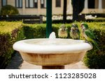 Parrots Bathing In Fountain In...