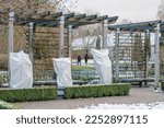 Small photo of Plants, bushes of roses or small trees in a park or garden covered with blanket, swath of burlap, frost protection bags or roll of fabric to protect them from frost, freeze and cold temperature