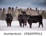 Group Of Young Black Angus Cow...