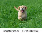 Little Golden Retriever puppy running through the green, long grass and having fun. 