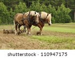 Working Horse In A Farm Field