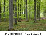 Scenic View Of A Beech Wood In...