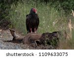 Turkey Vultures On Road Killed...