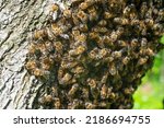 Small photo of Honey bees swarm on a tree, worker insects, bees on a tree.