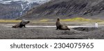 The antarctic fur seal ...