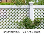 Fragment of white vinyl fence and a climbing wild grape parthenocissus grapes. Fencing of the house territory. Connection of elements of plastic fence, landscape design