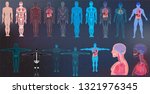x ray body collections in... | Shutterstock .eps vector #1321976345