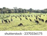 Small photo of Kangaroo mob grazing in conservation park. South Australia.