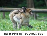Baby Barbary  Macaque Riding On ...