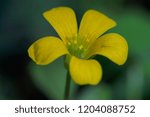 Small photo of Oxalis corniculata, creeping woodsorrel, procumbent yellow sorrel, sleeping beauty. Beautiful Yellow Flower with green blurred background, close-up, macro