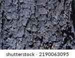 Burnt Wood Texture. Burnt Bark...