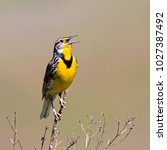 Small photo of Western Meadowlark in Song