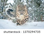 Snow Leopard In Winter