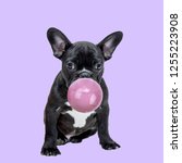 Small photo of Funny collage. Pug dog chewing bubble gum on purple background.