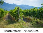 Vineyards Of Wine Area Of...