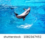 Small photo of A dolphin jumping and turn a somersault over water in the pool for nature background.
