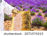 Beekeeper holding honeycomb or beehive frame to collect or harvest honey. Worker Bees on honeycomb in the lavender field