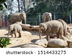 An Elephant Family  Melbourne...