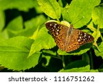 Hackberry Emperor Butterfly. 