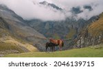 horse in mountain   horse and... | Shutterstock . vector #2046139715