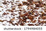 Snow Covered Withered Leaves On ...