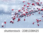A rosehip branch with red berries covered with fluffy snow on a river bank in winter during a snowfall