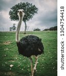 Small photo of The ostriches are a family, Struthionidae, of flightless birds. Ostriches first appeared during the Miocene epoch, though various Paleocene, Eocene and Oligocene fossils may also belong to the family
