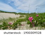 Wild Rose In The Sand Dunes Of...