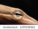 Super macro shot of Oriental whip snake, Whip snake eye
