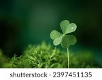 Shamrock leaf in a forest. st....