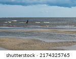 Shorebirds  Atlantic Ocean ...