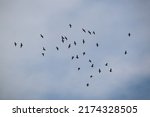 Shorebirds In Flight Formation...
