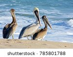 Brown Pelican Family On The...