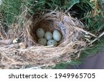 A clutch of eggs in a House Finch bird nest in Southwestern Ontario, Canada.