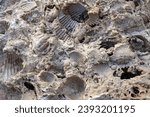 Small photo of shell imprints in stone, fossil, natural texture