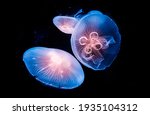 Glowing Jellyfish In Underwater ...