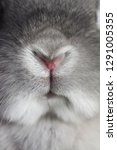 Small photo of Grey/silver dwarf Nether land rabbits heart nose.
