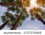 Fan Palm Trees   Washingtonia...