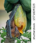 Small photo of Fruit bat (flying fox) eating papaya Kerala India