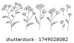 set of field grass  umbellate... | Shutterstock .eps vector #1749028082