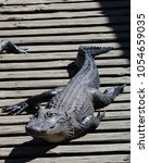 Alligator Sunbathing On Wooden...