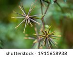 The spiky seed heads of  the Spanish Needles plant (Bidens bipinnata). Raleigh, North Carolina.