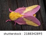 Small photo of Top view of a Rosy Maple Moth (Dryocampa rubicunda), which resembles a cute stuffy toy. Raleigh, North Carolina.