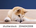 Small photo of Sad dog Akina close-up face, resting on the couch. Akita Inu puppy. A beautiful young domestic dog.