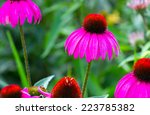 Rudbeckia  Coneflower Pink...