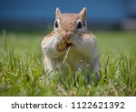 A Chipmunk's Cheeks Are Filled...