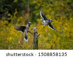A Pair Of Young Blue Jays