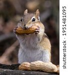 A Chipmunk Biting Into A Peanut